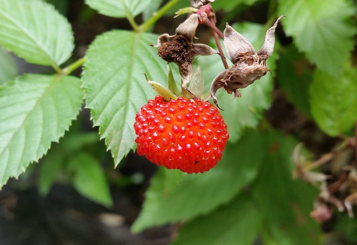 Native Raspberry & Smoked Peach Fermented Hot Sauce | Ziggy's Wild Foods